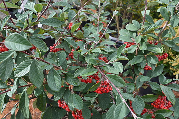 Parney Cotoneaster